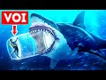 Avete una possibilità di sopravvivere all'attacco di un megalodonte?