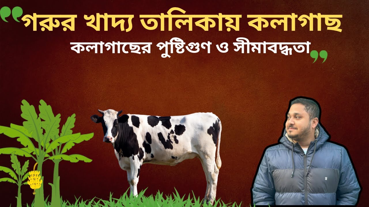 গরুকে কলাগাছ খাওয়ানো যাবে কিনা| গরুকে কলাগাছ খাওয়ানোর নিয়ম| ভিডিও-১১৯|