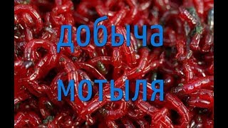 Добыча мотыля дедовским способом. Добыча мотыля дедовским способом.
