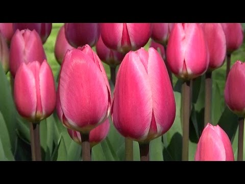 Tulip 'Rosy Delight' - FarmerGracy.co.uk - YouTube