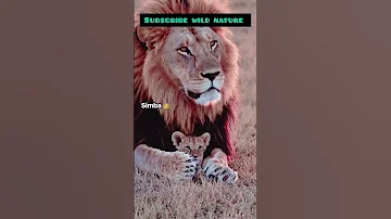 Simba With Son Wildlifeentertainment Wildlife Animals Simba Simbasc 