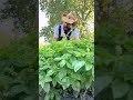 Things to plant this fall part 2!