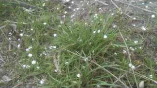hail: video dictionary definition
