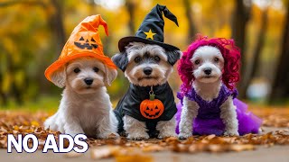 картинка: 12 Часов ТВ для Собак 🐶Музыка Против Тревоги для Собак💖Мягкая Музыка для Глубокого Сна