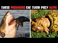 10 Predators That Can Eat Their Prey Alive