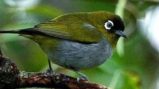 Download Lagu Burung Pleci Black Capped || Dan Cara Merawatnya Simak Videonya || MP3