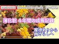 314 多肉植物 薄化粧 4年間の成長記録 屋根あり地植え 雨ざらしへ 多肉事 植え替え 強い多肉 暴れ多肉 Succulent 314 多肉植物 薄化粧 4年間の成長記録 屋根あり地植え 雨ざらしへ 多肉事 植え替え 強い多肉 暴れ多肉 Succulent