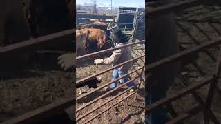 Loading Cattle