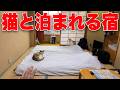 【1泊3,000円】猫13匹がお部屋まで来てくれる旅館が最高すぎた、、、
