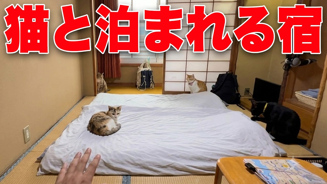 【1泊3,000円】猫13匹がお部屋まで来てくれる旅館が最高すぎた、、、