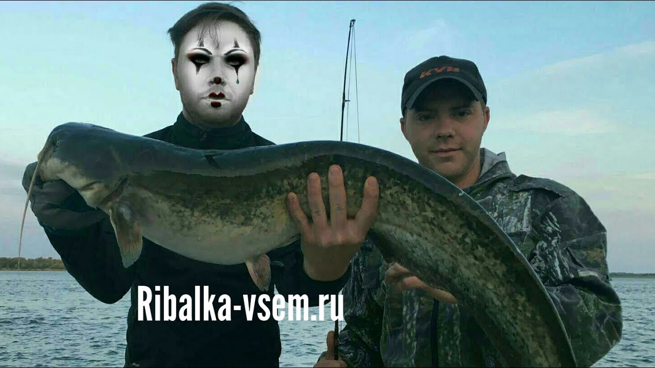 Рекордный сом на волге