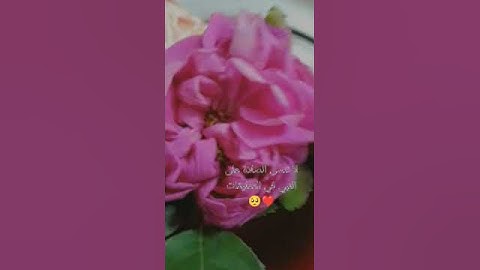 سورة الذاريات بصوت الشيخ ماهر المعيقلي ❤️🥺