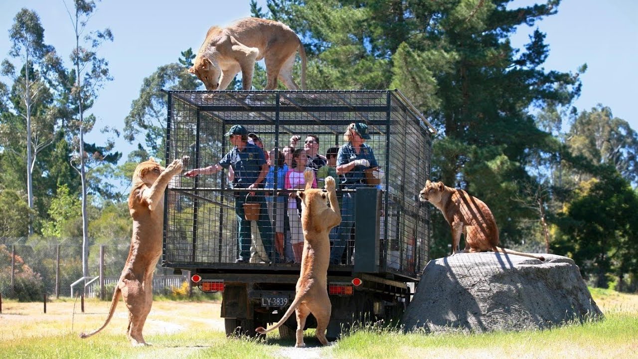 Christchurch Series: Orana Wildlife Park 