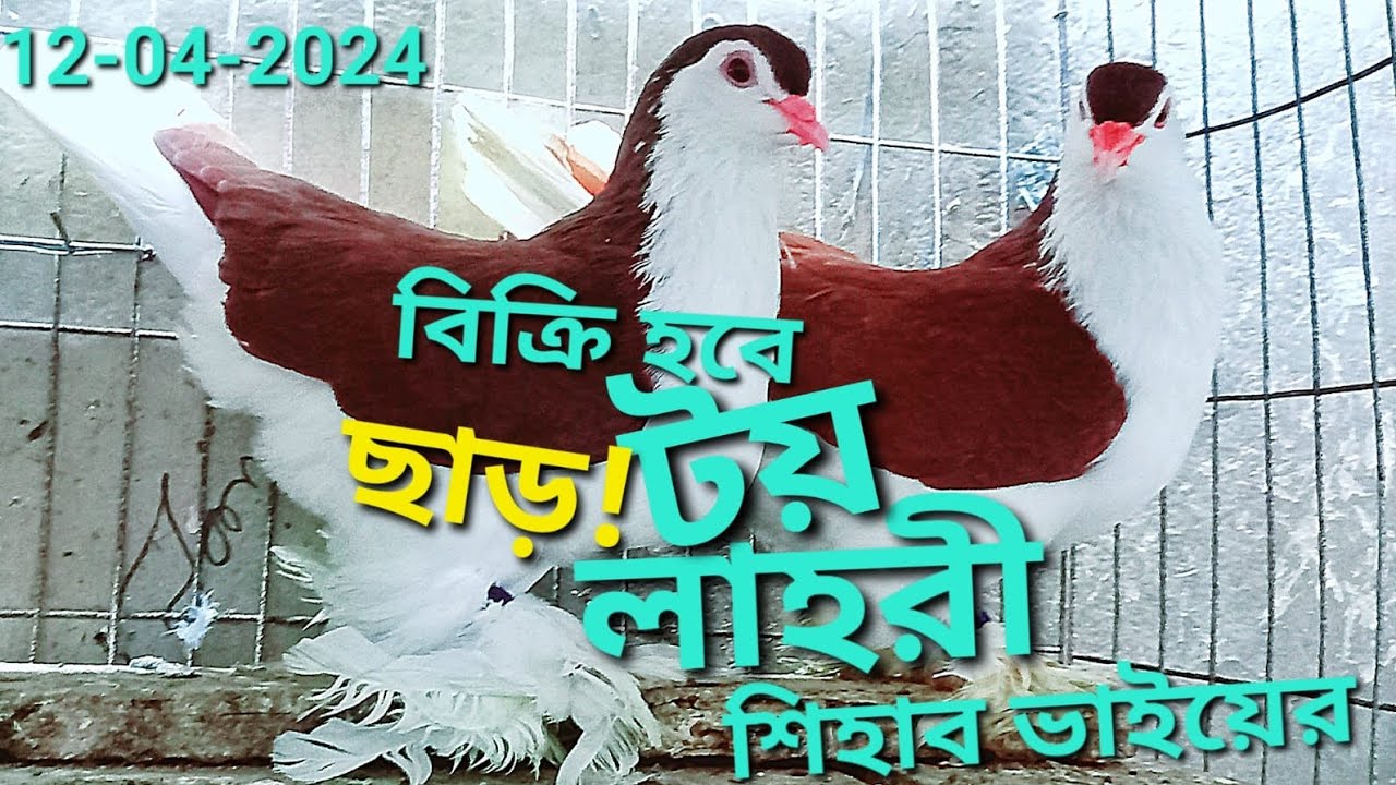 টয় লাহোরি সিরাজি কবুতর বিক্রি হবে | Toy Lahore siraji pigeon for sale | Fancy pigeon sale videos |