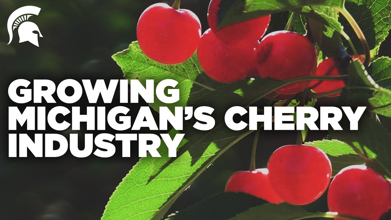 Spartans help grow Michigan’s cherry industry YouTube