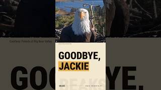 Jackie the Eagle Passes Away