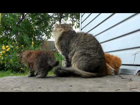 Петля времени Котята Kittens 6.09.2012 Часть 3