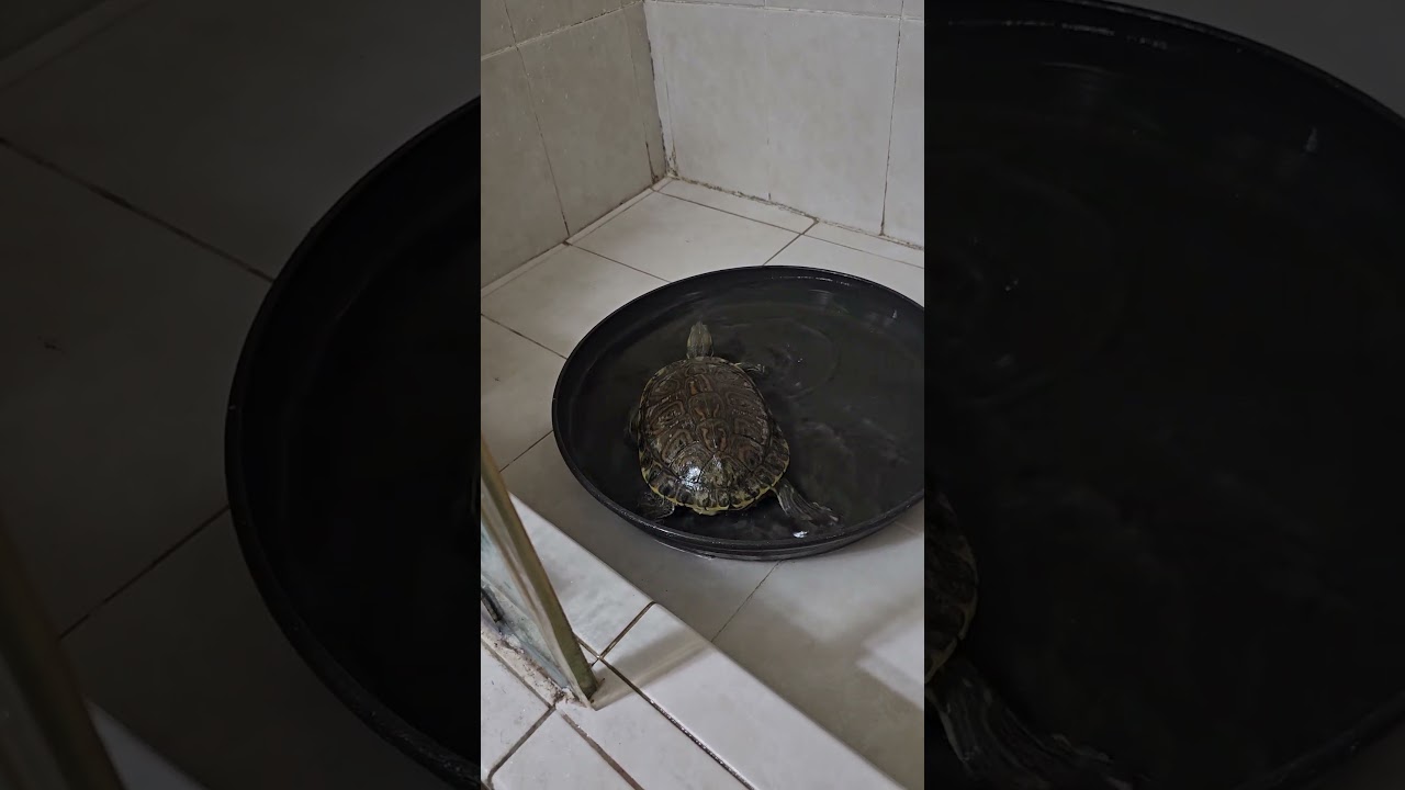 had to bring the turtle and tortoises inside.  South florida is getting cold outside