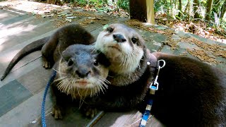 The otters flirting with each other for a bit while strolling in the forest [Otter life Day 498]