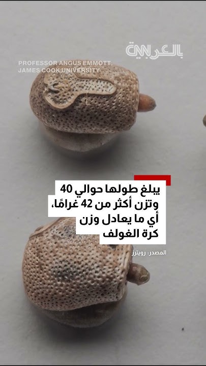        ..   
 - نشر قبل 43 دقيقة