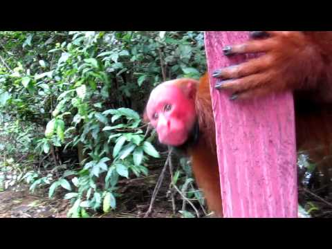 Bald Uakari (red faced monkey)