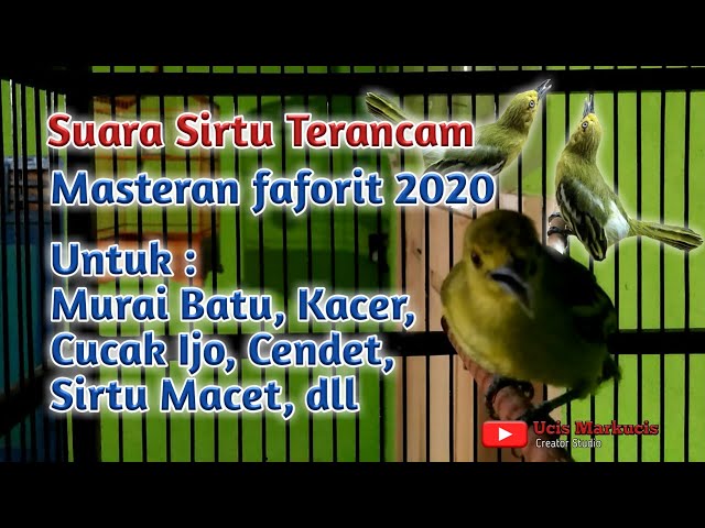 Suara Burung Sirtu Yang Sedang Terancam Masteran Burung Terbaru class=