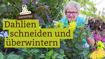 Wann schneidet man Dahlien zurück?