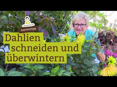 Video: Wie Man Dahlien Schneidet