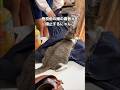 娘が制服に着替えようとするのを頑なに阻止するぬこ #愛猫 #毛だらけ #登校妨害猫