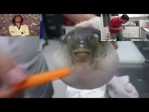 pufferfish eating a carrot