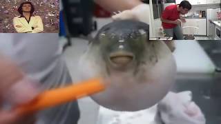 pufferfish eating a carrot