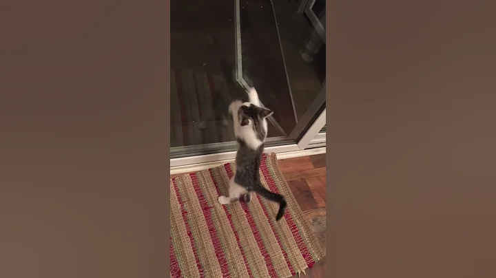 Cutest Cat Ever