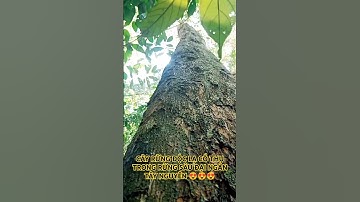 CÂY RỪNG ĐỘC LẠ CỔ THỤ TRONG RỪNG SÂU ĐẠI NGÀN TÂY NGUYÊN HÙNG VĨ ĐẮK LẮK VIỆT NAM.