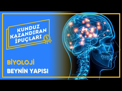 Beynin Yapısı - Merkezi Sinir Sistemi - İnsan Fizyolojisi - Biyoloji | Kunduz Kazandıran İpuçları