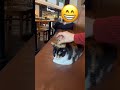 Istanbul street cat in Starbucks 😁waiting for her order😅