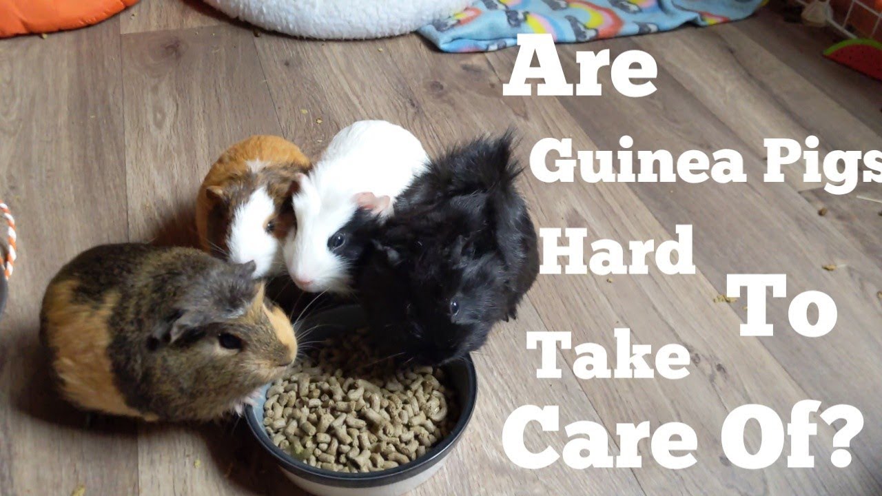 View of Are Guinea Pigs Hard To Take Care Of? - YouTube