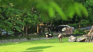 Ostrich and Wildebeest Playful Interaction in the Park