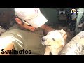 Puppy Is SO Happy To Reunite With Her Soldier Dad | The Dodo Soulmates