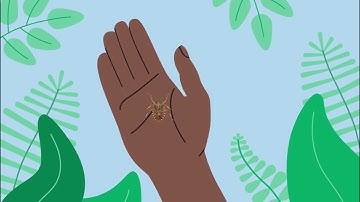 How Invasive Pests Spread: Brown Marmorated Stink Bug Edition