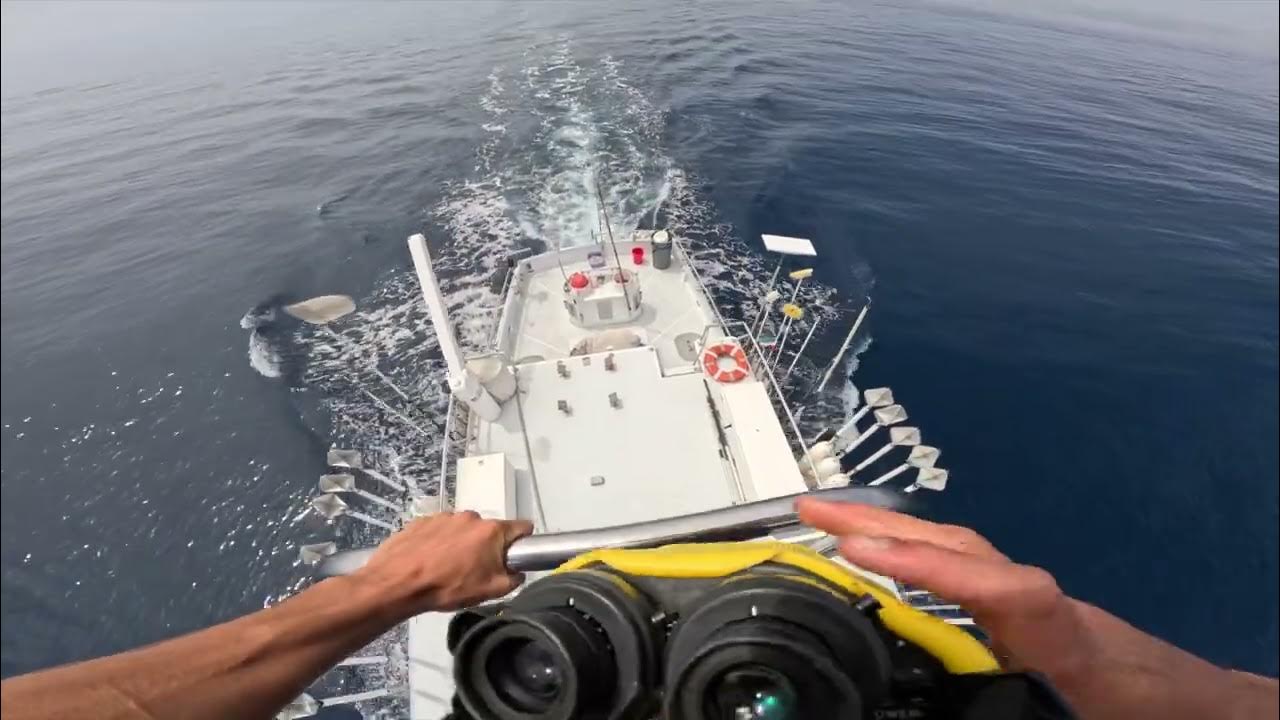 HARPOONING SWORDFISH **Passenger/filmer experience YouTube