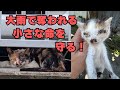 【103】豪雨で命を落とす過酷な外猫達に出来る事を☆頭部に傷を負い全身ベタベタの子猫が蘇る！