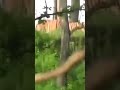 Tiger π
Hunts Monkey at Kabini Sanctuary