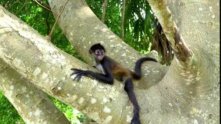 monkeys swinging in trees tracking shot