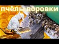 🍯 Пчёлы-Воровки:( Как бороться с воровством⁉️