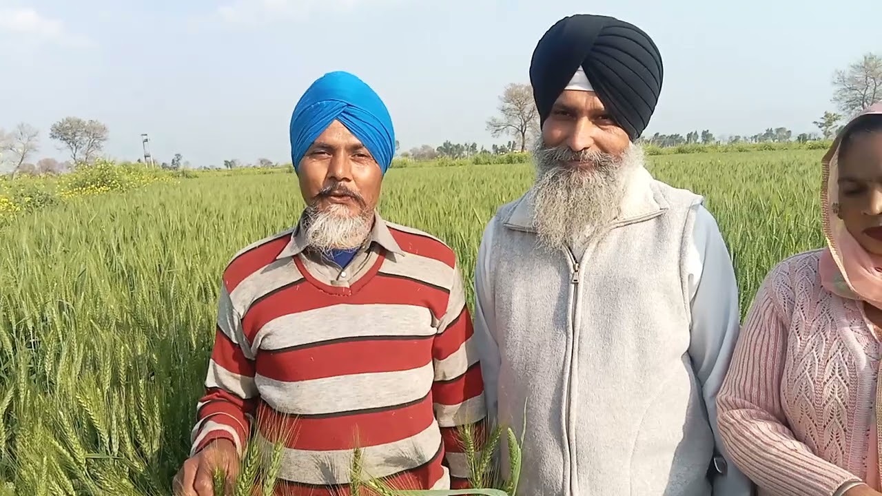 Result of wheat 🌾 vestige de products #vestige# Agriculture 