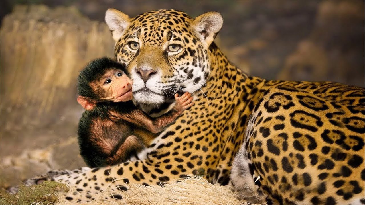 If you show kindness an animal it. Обезьяна и леопард. Леопард с обезьянкой. Обезьяна и Ягуар. Тигр и обезьяна.