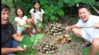 BERBURU TELUR PUYUH DI TENGAH HUTAN, BURUNG PUYUHNYA BERTELUR DI GOA
