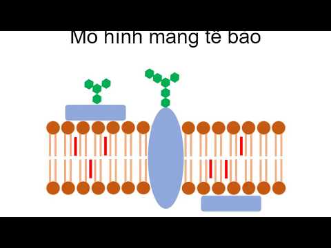 Video: Chức năng của màng tế bào chất là gì?