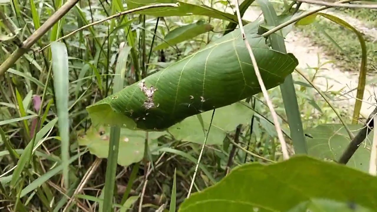 Tutorial mencari sarang burung istimewa