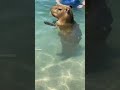 Szanujekapibare Animal Capybara Cute Kapibara Funny Nature Pet Szanujekapibare Animal Capybara Cute Kapibara Funny Nature Pet